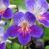 Streptocarpus Ladyslipper Azure Live Plant - Vibrant Blue Indoor Flower - 4.5" Pot - Image 1