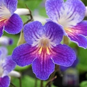 Streptocarpus Ladyslipper Azure Live Plant - Vibrant Blue Indoor Flower - 4.5