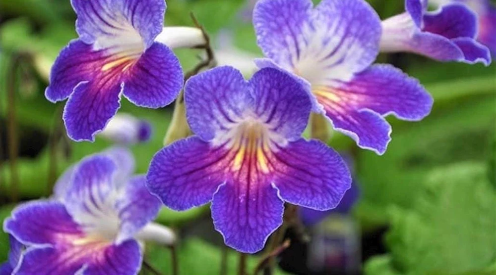 Streptocarpus Ladyslipper Azure Live Plant - Vibrant Blue Indoor Flower - 4.5" Pot - Image 1