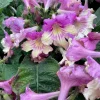 Streptocarpus Ladyslippers 'Yellow Pink Cap' Live Plant - 4.5" Pot - Indoor Flowering Plant - Image 1