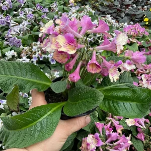 Streptocarpus Ladyslippers 'Yellow Pink Cap' Live Plant - 4.5