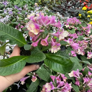 Streptocarpus Ladyslippers 'Yellow Pink Cap' Live Plant - 4.5