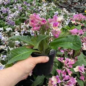 Streptocarpus Ladyslippers 'Yellow Pink Cap' Live Plant - 4.5