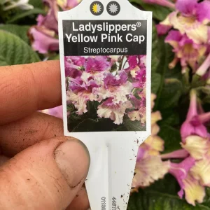 Streptocarpus Ladyslippers 'Yellow Pink Cap' Live Plant - 4.5