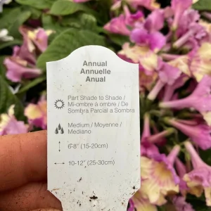Streptocarpus Ladyslippers 'Yellow Pink Cap' Live Plant - 4.5