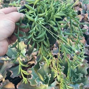 String of Bananas Live Plant - 4.5 inch Pot, Trailing Succulent - Image 2