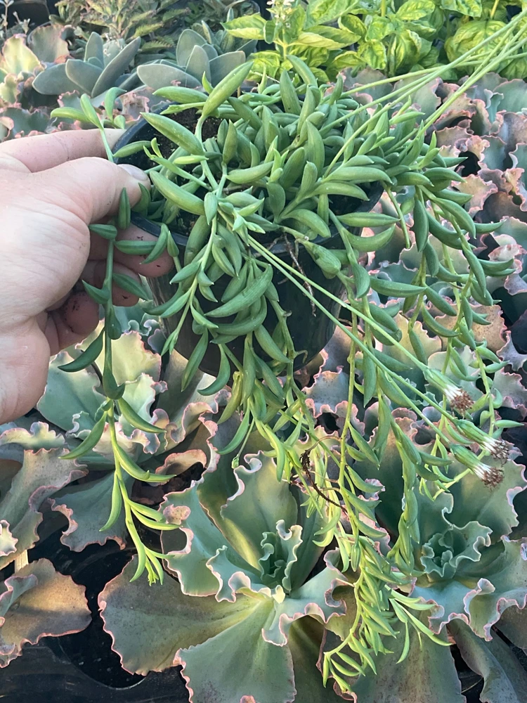 String of Bananas Live Plant - 4.5 inch Pot, Trailing Succulent - Image 2