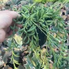 String of Bananas Live Plant - 4.5 inch Pot, Trailing Succulent - Image 1