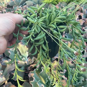String of Bananas Live Plant - 4.5 inch Pot, Trailing Succulent - Image 1