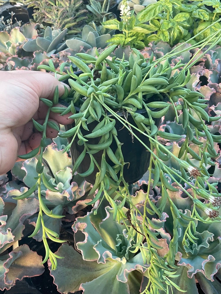 String of Bananas Live Plant - 4.5 inch Pot, Trailing Succulent - Image 1
