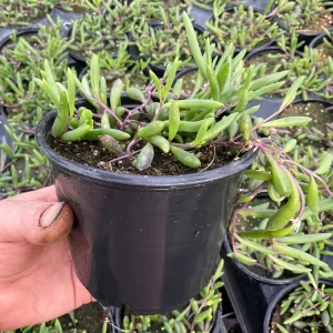 String of Pickles Ruby Necklace Live Plant – 4.5 inch Potted Succulent – Indoor/Outdoor - Image 2