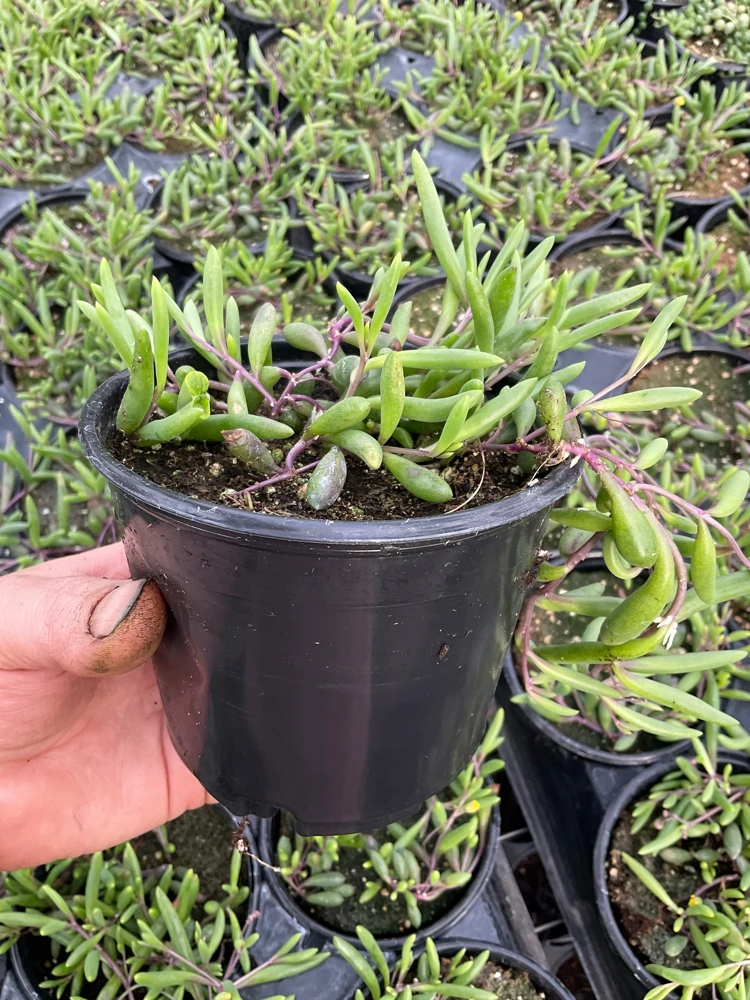 String of Pickles Ruby Necklace Live Plant – 4.5 inch Potted Succulent – Indoor/Outdoor - Image 2