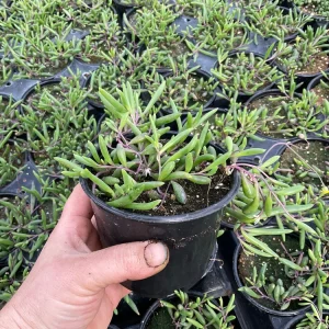 String of Pickles Ruby Necklace Live Plant – 4.5 inch Potted Succulent – Indoor/Outdoor - Image 3