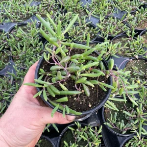 String of Pickles Ruby Necklace Live Plant – 4.5 inch Potted Succulent – Indoor/Outdoor - Image 1