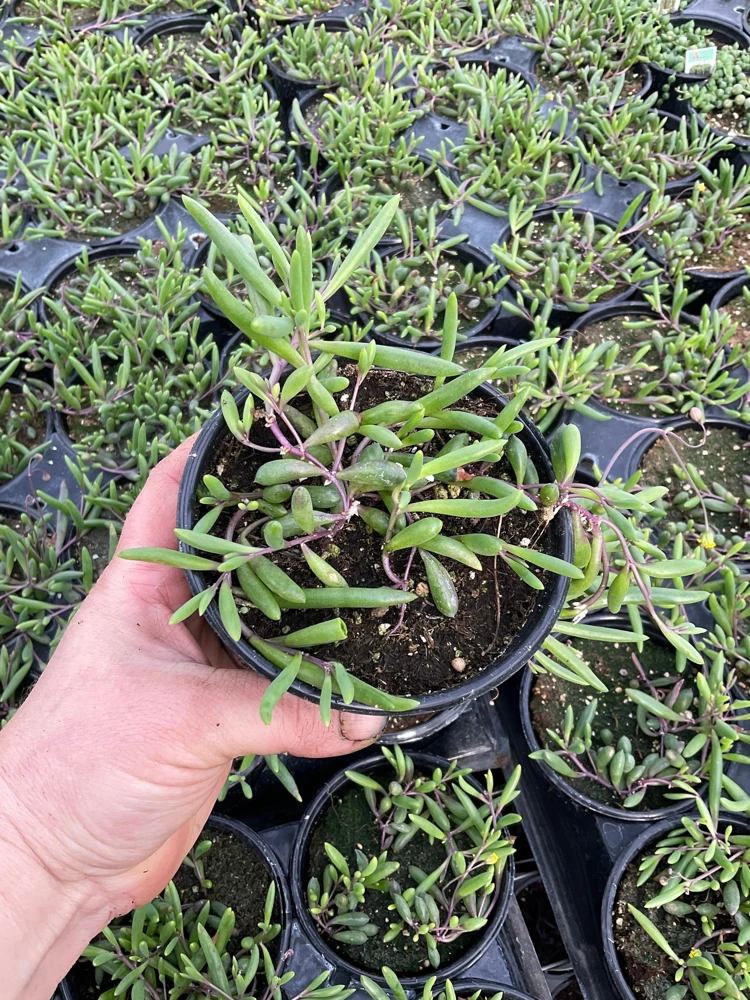 String of Pickles Ruby Necklace Live Plant – 4.5 inch Potted Succulent – Indoor/Outdoor - Image 1