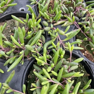 String of Pickles Ruby Necklace Live Plant – 4.5 inch Potted Succulent – Indoor/Outdoor - Image 4
