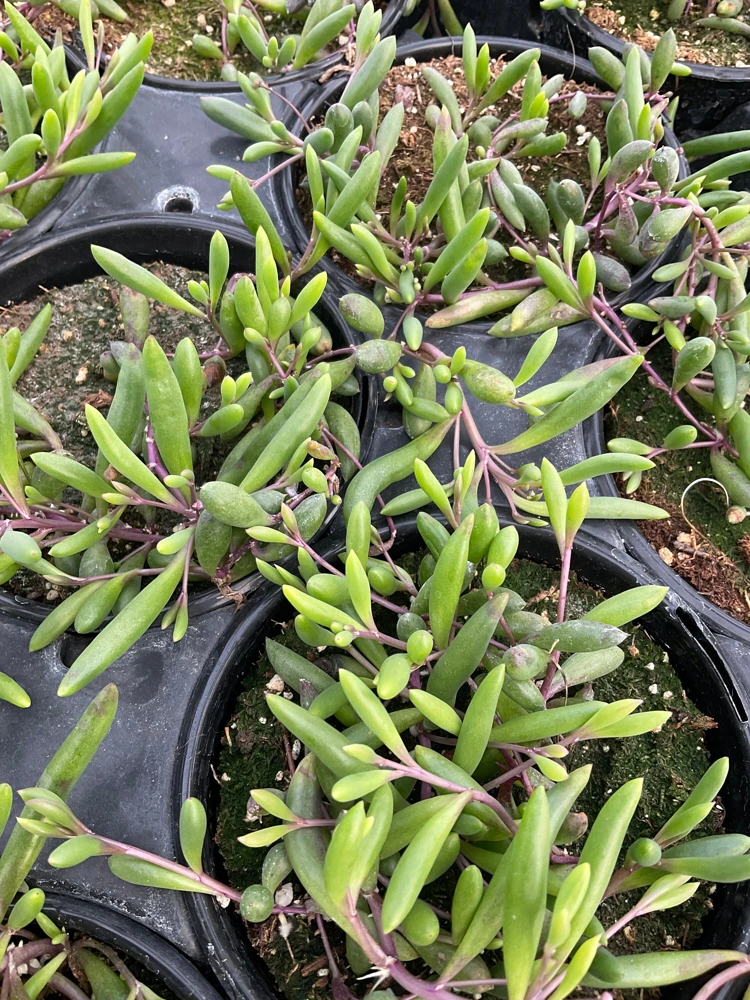 String of Pickles Ruby Necklace Live Plant – 4.5 inch Potted Succulent – Indoor/Outdoor - Image 4