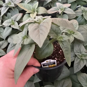 Sunfinity Sunflower Live Plant – Yellow w/ Dark Center – 4.5 inch Pot – Outdoor - Image 10
