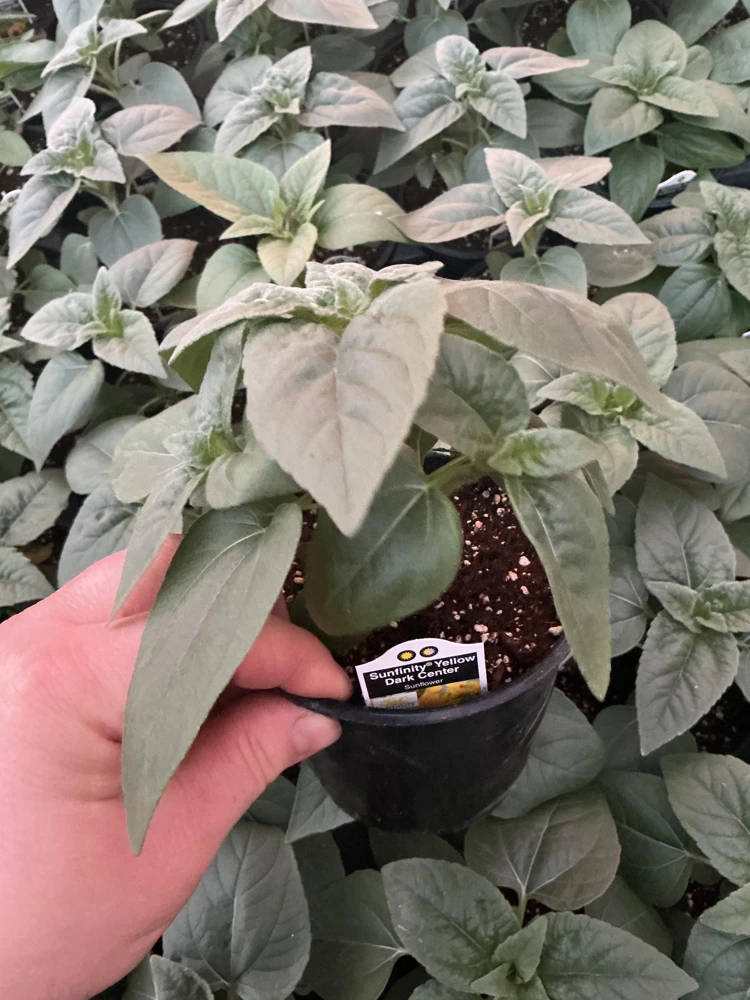 Sunfinity Sunflower Live Plant – Yellow w/ Dark Center – 4.5 inch Pot – Outdoor - Image 10