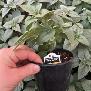 Sunfinity Sunflower Live Plant – Yellow w/ Dark Center – 4.5 inch Pot – Outdoor - Image 11