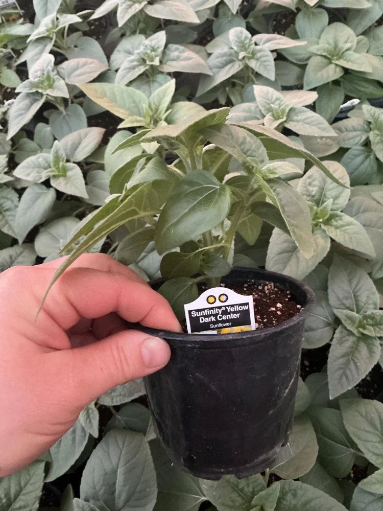 Sunfinity Sunflower Live Plant – Yellow w/ Dark Center – 4.5 inch Pot – Outdoor - Image 11