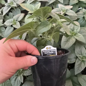 Sunfinity Sunflower Live Plant – Yellow w/ Dark Center – 4.5 inch Pot – Outdoor - Image 12