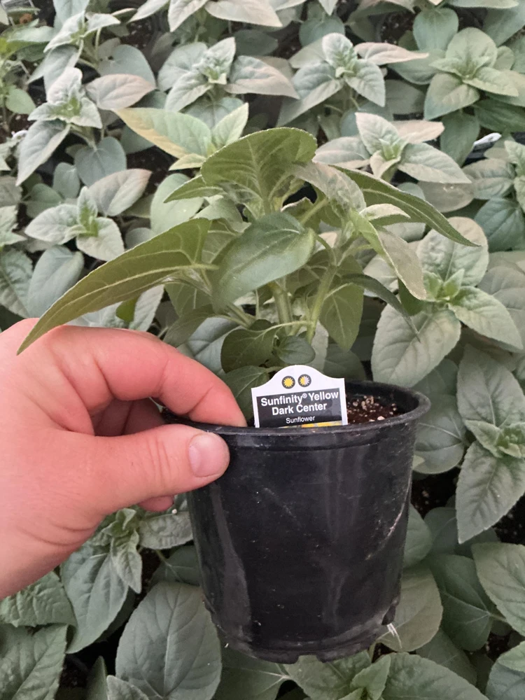 Sunfinity Sunflower Live Plant – Yellow w/ Dark Center – 4.5 inch Pot – Outdoor - Image 12