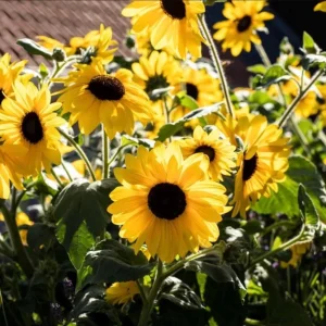Sunfinity Sunflower Live Plant – Yellow w/ Dark Center – 4.5 inch Pot – Outdoor - Image 2