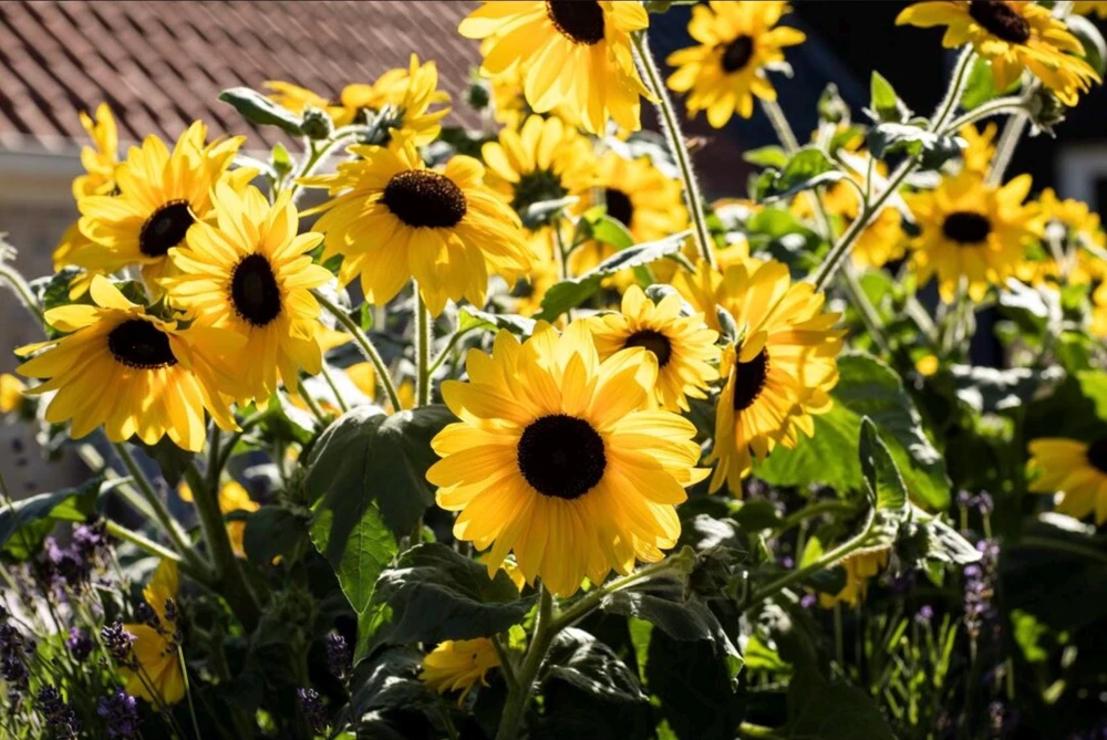 Sunfinity Sunflower Live Plant – Yellow w/ Dark Center – 4.5 inch Pot – Outdoor - Image 2