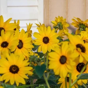 Sunfinity Sunflower Live Plant – Yellow w/ Dark Center – 4.5 inch Pot – Outdoor - Image 3