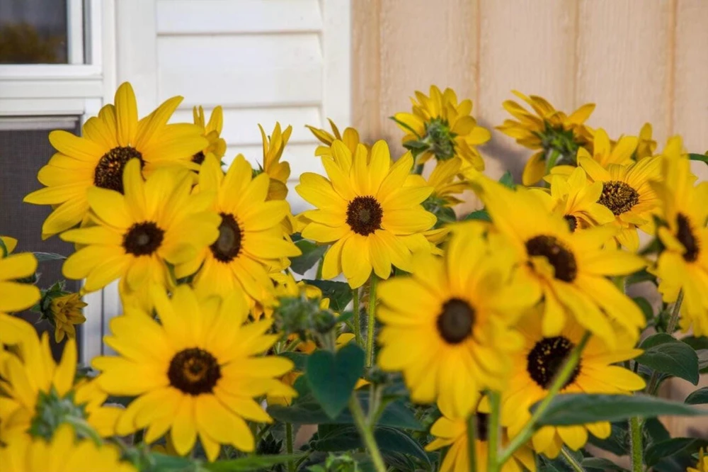 Sunfinity Sunflower Live Plant – Yellow w/ Dark Center – 4.5 inch Pot – Outdoor - Image 3