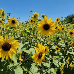 Sunfinity Sunflower Live Plant – Yellow w/ Dark Center – 4.5 inch Pot – Outdoor - Image 4