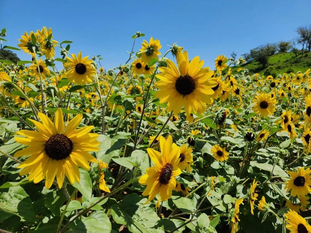 Sunfinity Sunflower Live Plant – Yellow w/ Dark Center – 4.5 inch Pot – Outdoor - Image 4