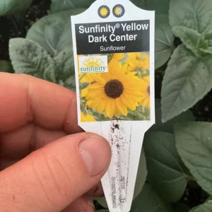 Sunfinity Sunflower Live Plant – Yellow w/ Dark Center – 4.5 inch Pot – Outdoor - Image 5