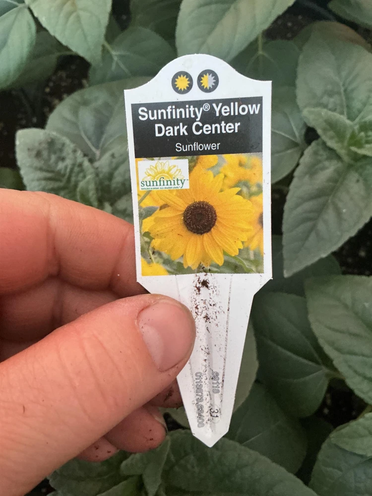 Sunfinity Sunflower Live Plant – Yellow w/ Dark Center – 4.5 inch Pot – Outdoor - Image 5