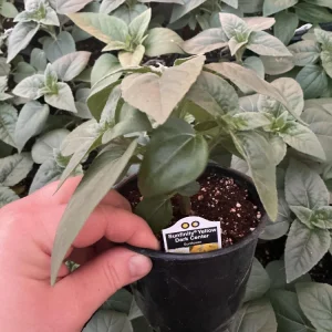 Sunfinity Sunflower Live Plant – Yellow w/ Dark Center – 4.5 inch Pot – Outdoor - Image 9