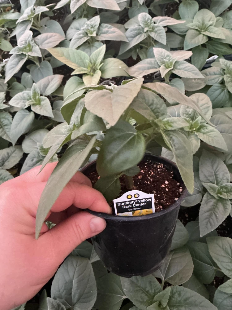 Sunfinity Sunflower Live Plant – Yellow w/ Dark Center – 4.5 inch Pot – Outdoor - Image 9