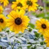 Sunfinity Sunflower Live Plant – Yellow w/ Dark Center – 4.5 inch Pot – Outdoor - Image 1