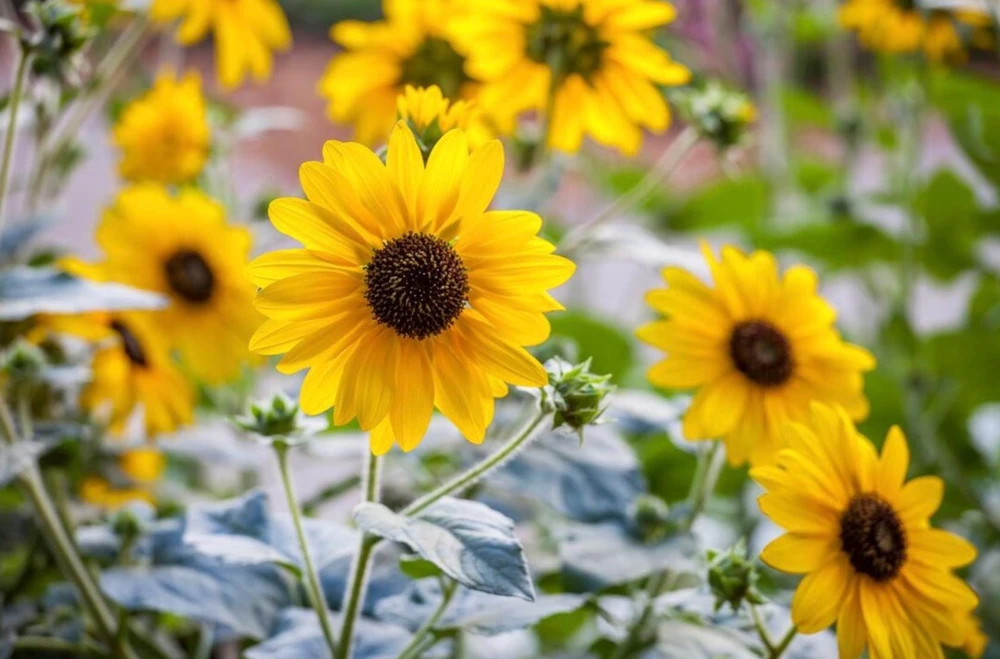 Sunfinity Sunflower Live Plant – Yellow w/ Dark Center – 4.5 inch Pot – Outdoor - Image 1