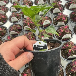 Sunmazing Yellow Sunflower Live Plant - 4.5 inch Pot - Outdoor Flowering - Image 11