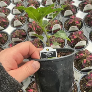 Sunmazing Yellow Sunflower Live Plant - 4.5 inch Pot - Outdoor Flowering - Image 12
