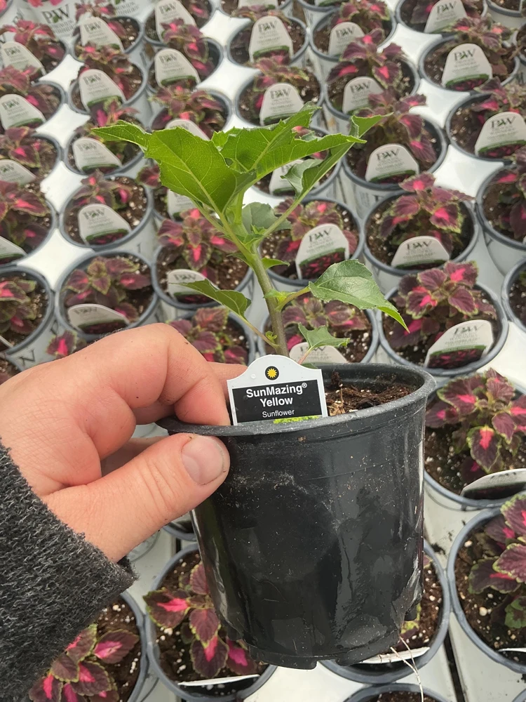 Sunmazing Yellow Sunflower Live Plant - 4.5 inch Pot - Outdoor Flowering - Image 12
