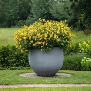 Sunmazing Yellow Sunflower Live Plant - 4.5 inch Pot - Outdoor Flowering - Image 2