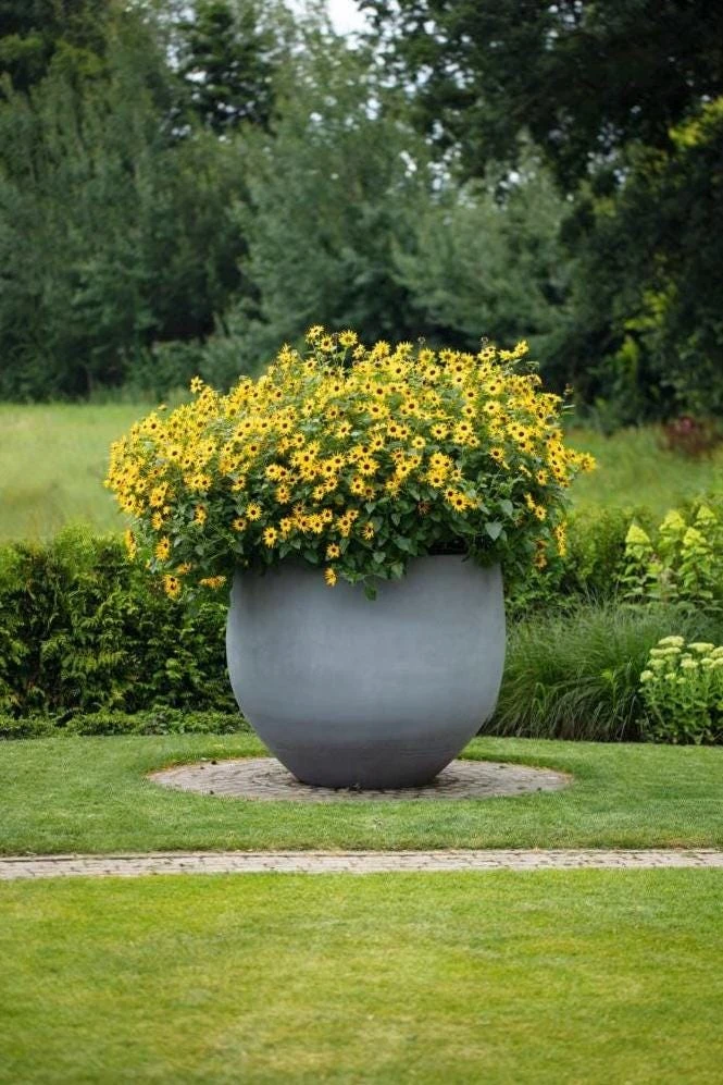 Sunmazing Yellow Sunflower Live Plant - 4.5 inch Pot - Outdoor Flowering - Image 2
