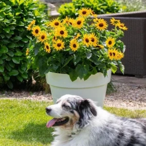 Sunmazing Yellow Sunflower Live Plant - 4.5 inch Pot - Outdoor Flowering - Image 3