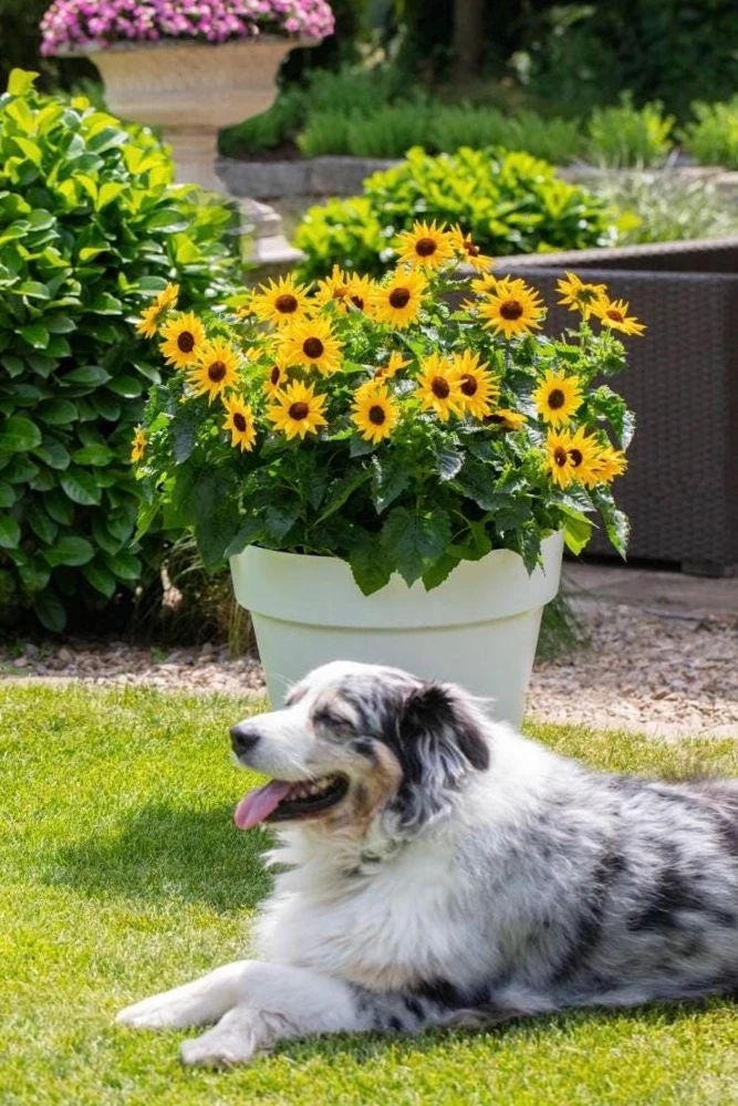 Sunmazing Yellow Sunflower Live Plant - 4.5 inch Pot - Outdoor Flowering - Image 3