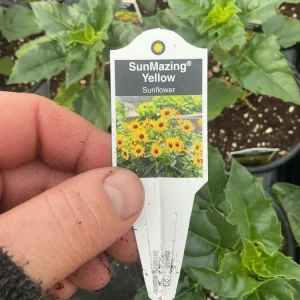 Sunmazing Yellow Sunflower Live Plant - 4.5 inch Pot - Outdoor Flowering - Image 4