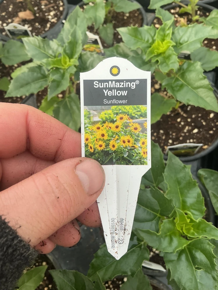 Sunmazing Yellow Sunflower Live Plant - 4.5 inch Pot - Outdoor Flowering - Image 4