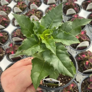 Sunmazing Yellow Sunflower Live Plant - 4.5 inch Pot - Outdoor Flowering - Image 6