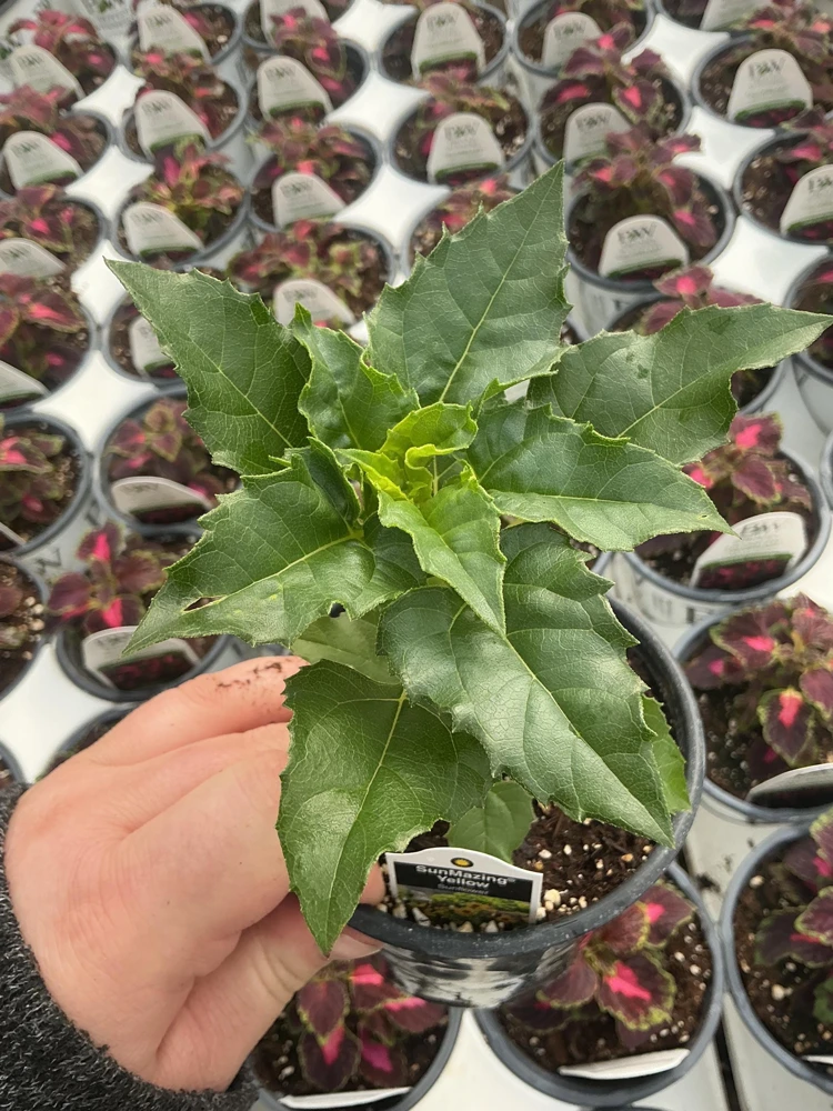Sunmazing Yellow Sunflower Live Plant - 4.5 inch Pot - Outdoor Flowering - Image 6